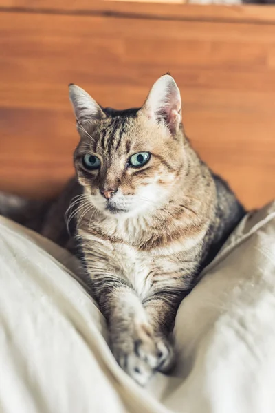 Gato tabby engraçado — Fotografia de Stock