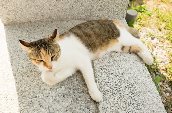 Kedi kaşıntı ve yıkama — Stok fotoğraf