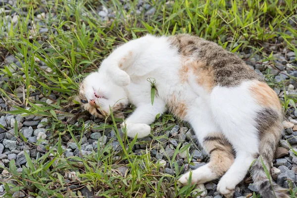 Divertido gato dormir — Foto de Stock