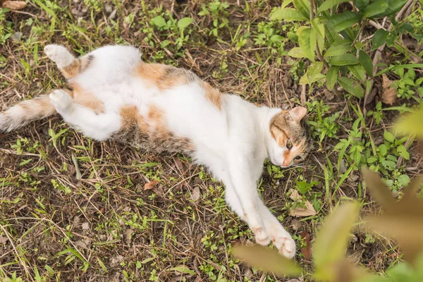Vicces macska alszik a legelőn — Stock Fotó