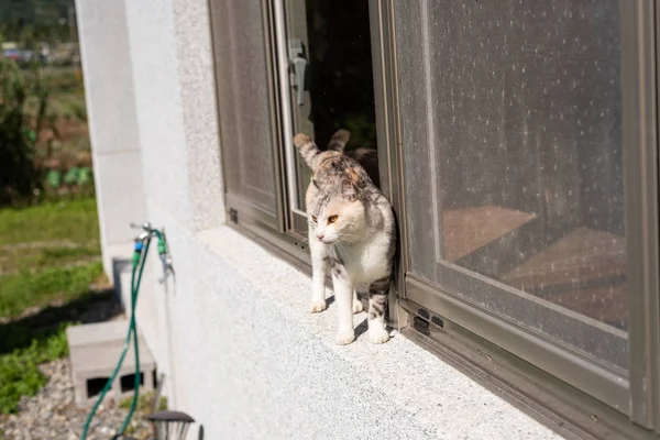 Stand van de kat in de buurt van het venster — Stockfoto