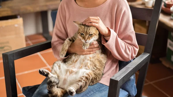 Mulher segurar um gordura tabby gato — Fotografia de Stock