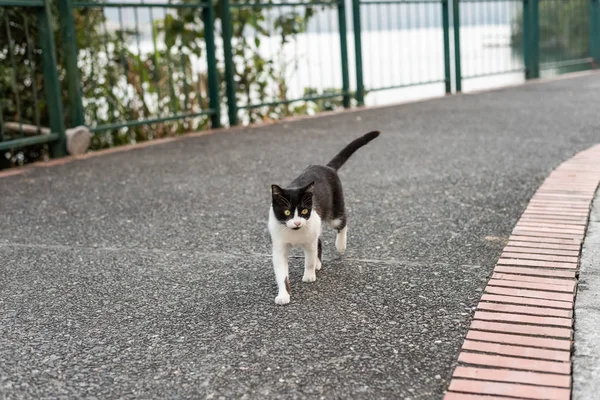 Chat errant marcher dans la rue — Photo