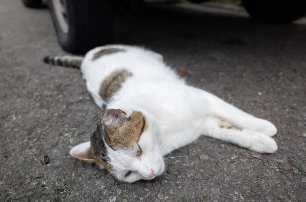 Toulavá kočka ležící na ulici — Stock fotografie
