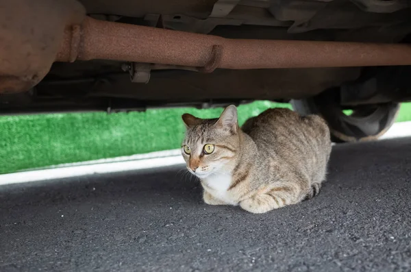 Gato callejero tabby esconderse debajo de un coche —  Fotos de Stock