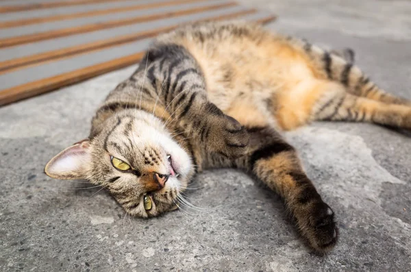 Niedliche dicke gestromte Katze auf dem Boden liegend — Stockfoto