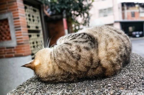 Stray fat tabby cat sleep in the outside — Stock Photo, Image