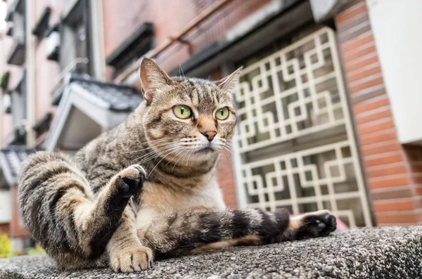 Grasso randagio tabby gatto graffiarsi — Foto Stock