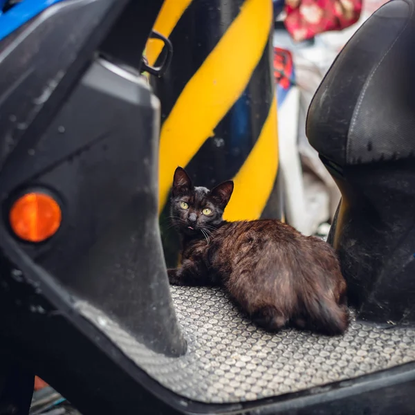Чорний бродячий кіт стоїть на мотоциклі — стокове фото