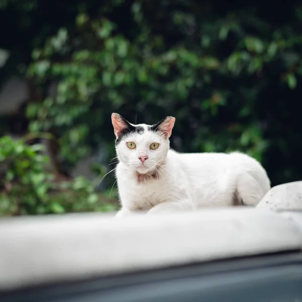 Gato branco vadio olhar para você — Fotografia de Stock