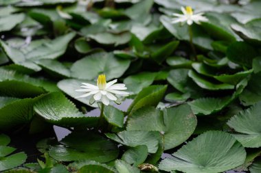 Yeşil yaprakları ile beyaz lotus çiçeği