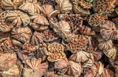 lotus kuru tohum bakla