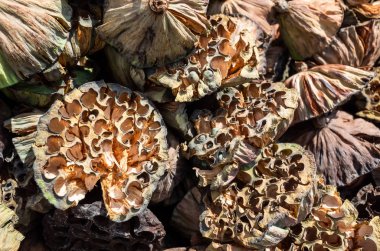 lotus kuru tohum bakla