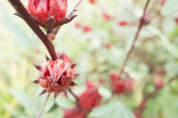 Červená roselle květiny — Stock fotografie