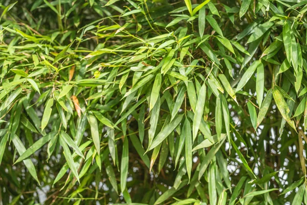 Bambú verde en el exterior — Foto de Stock