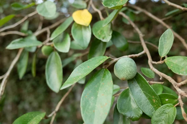 Fruto da geléia aiyu — Fotografia de Stock