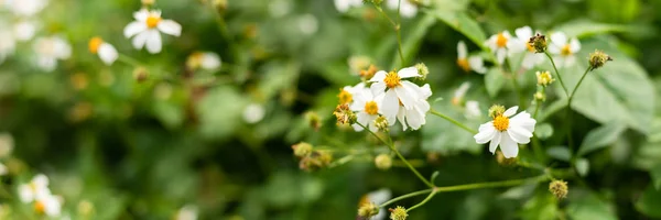 Landscape of small white flower background — Stock Photo, Image