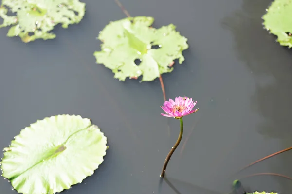 Pink lotus flower — Stock Photo, Image