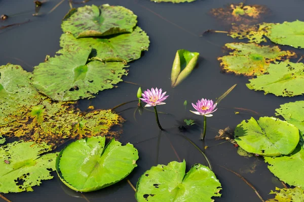 Pink lotus flower — Stock Photo, Image