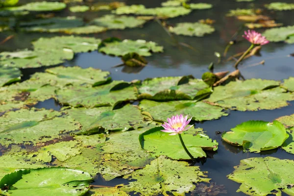 Pink lotus flower — Stock Photo, Image