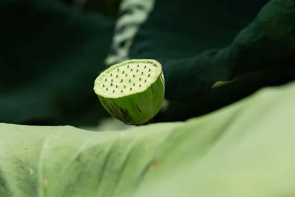 Zielona pod nasion lotosu — Zdjęcie stockowe