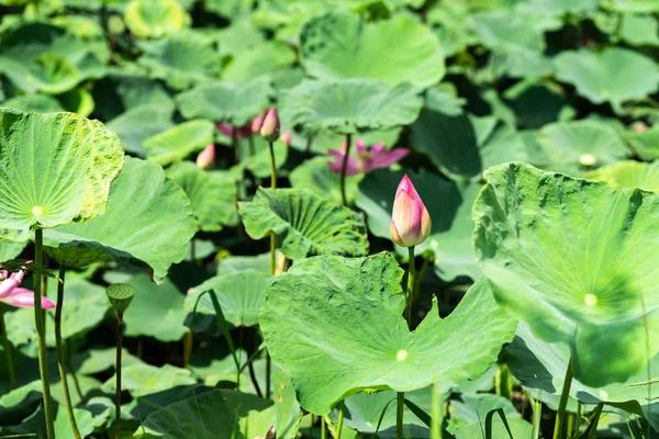 Pink lotus flower — Stock Photo, Image