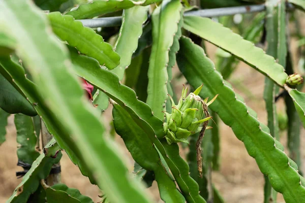 Gård av pitaya med frukt och blomma — Stockfoto