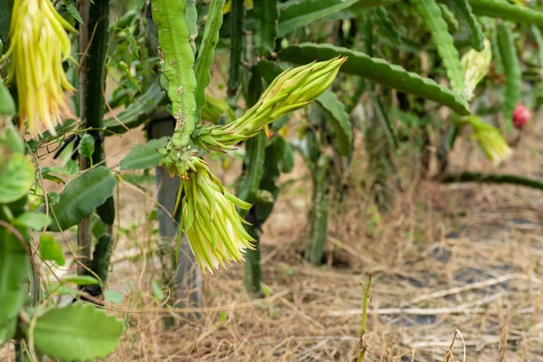 Farm of pitaya with fruit and flower — Stock Photo, Image