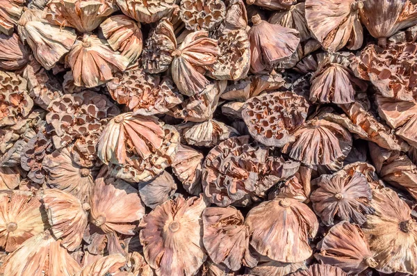 Dry seed pod of lotus — Stock Photo, Image