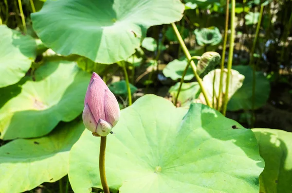 Pink lotus flower — Stock Photo, Image