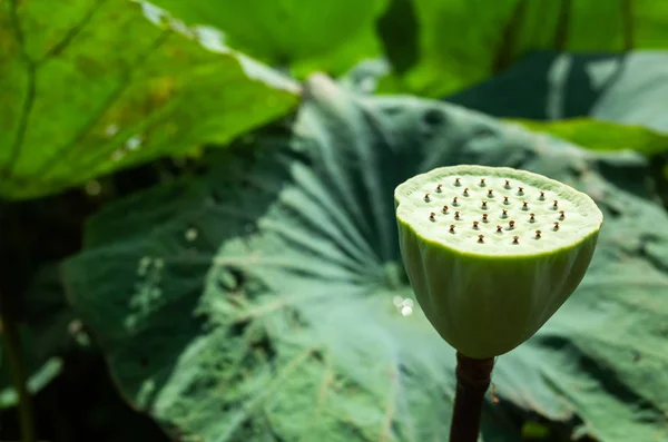 Green seed pod of lotus — Stock Photo, Image