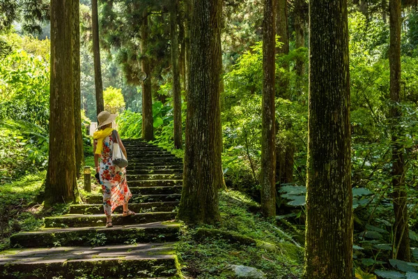 Frau wandert im Wald bei xitou — Stockfoto