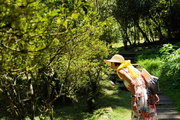 Frau wandert im Wald bei xitou — Stockfoto