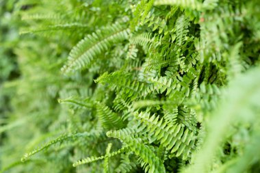 duvarda yaprakları ile yeşil eğrelti otu