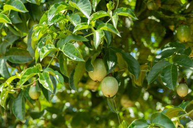 plastik net tutku meyve yetiştiriciliği çiftliği