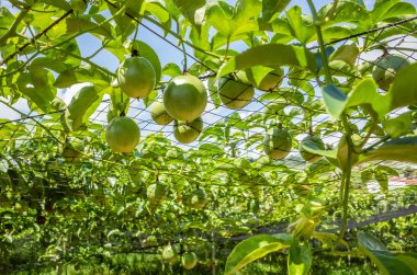 plastik net tutku meyve yetiştiriciliği çiftliği