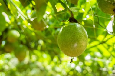 plastik net tutku meyve yetiştiriciliği çiftliği