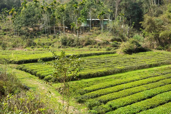 Fattoria di tè verde nella valle — Foto Stock