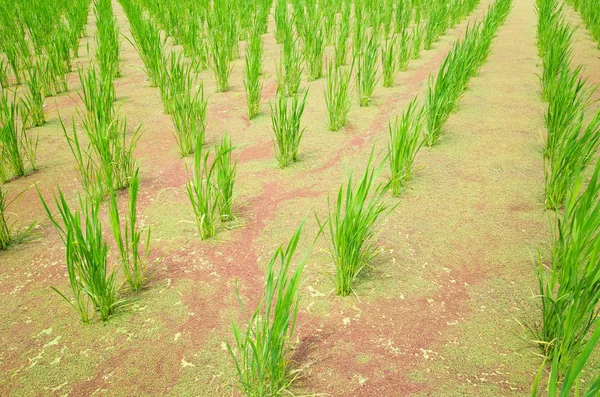 Exploração aquática de bambu (zizania latifolia) — Fotografia de Stock