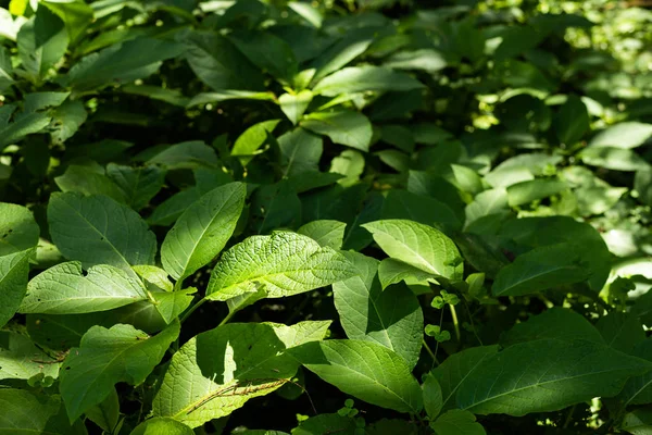 Piękne zielone liście trawy — Zdjęcie stockowe