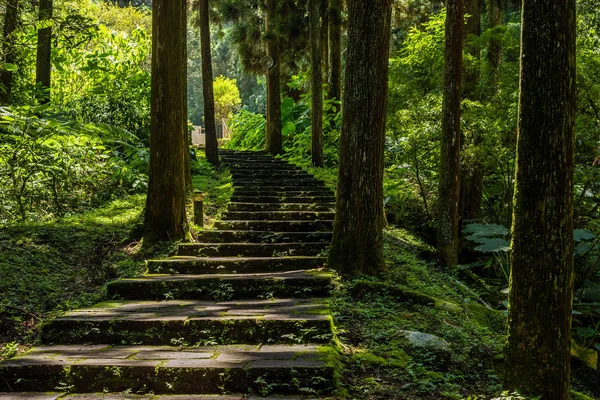 Ormandaki merdivenler — Stok fotoğraf