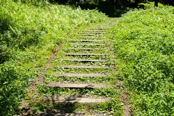 Лестница в лесу — стоковое фото