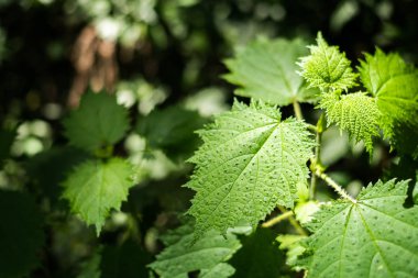 tropikal ormanda ısırgan ot