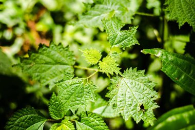 tropikal ormanda ısırgan ot