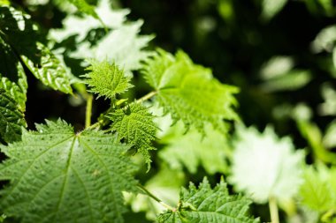 tropikal ormanda ısırgan ot