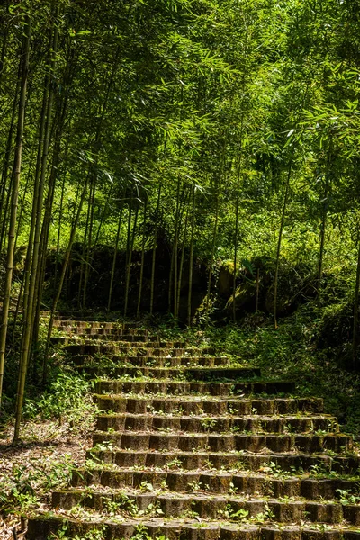 Escadas na floresta — Fotografia de Stock