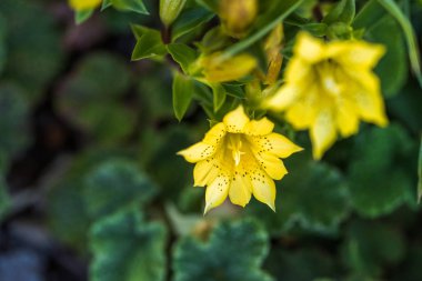 sarı Gentiana çiçek yerli türleri