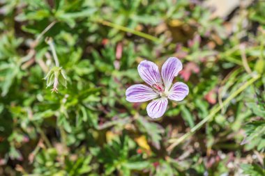 Tek Çiçek Cranesbill yerli türleri