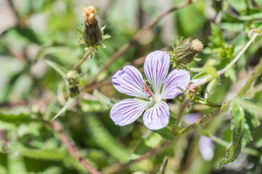 Tek Çiçek Cranesbill yerli türleri