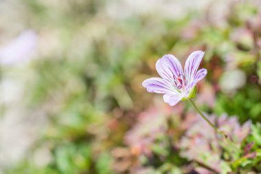 Tek Çiçek Cranesbill yerli türleri
